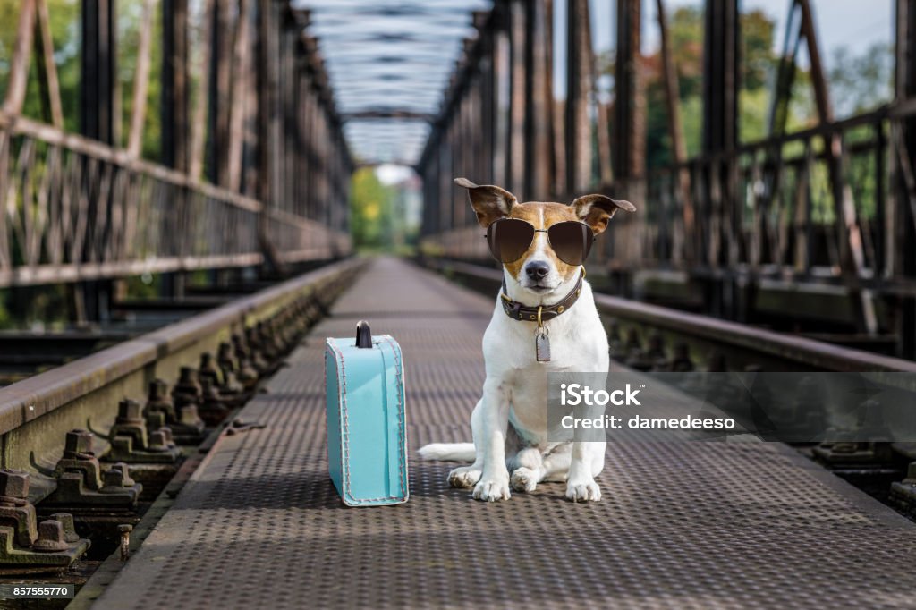 cane abbandonato smarrito e senza tetto - Foto stock royalty-free di Partire