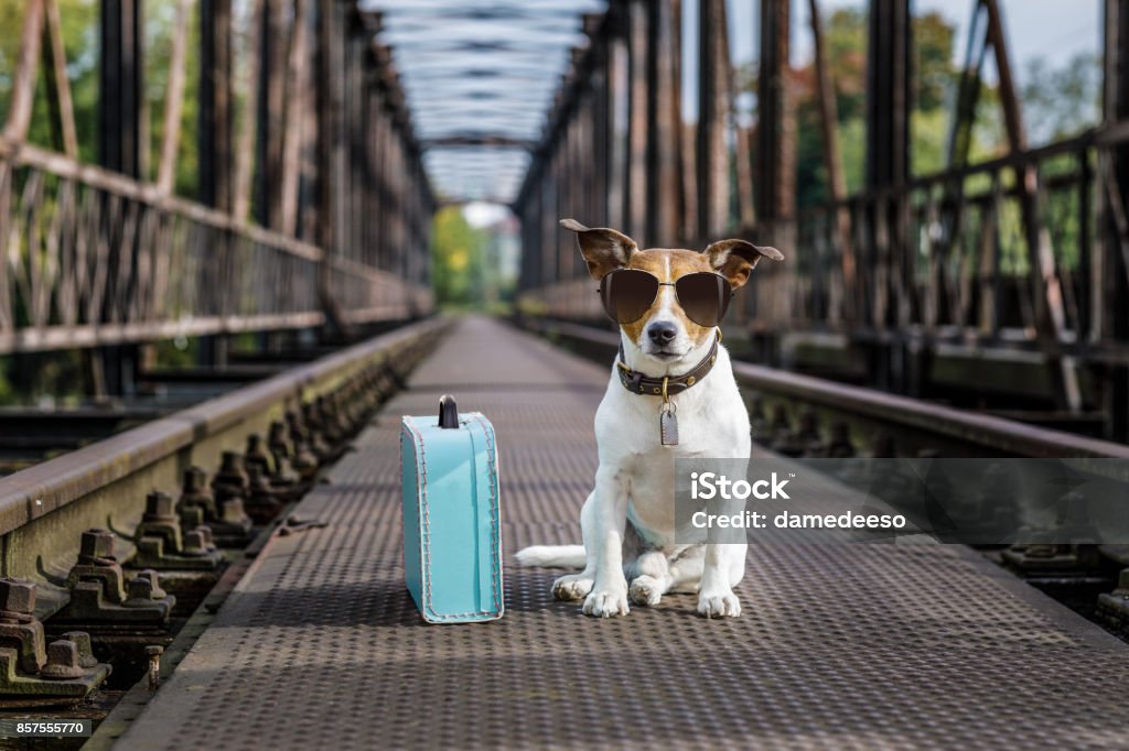 lost  and homeless abandoned dog cool  jack russell dog abandoned at rail train track on a bridge,  waiting to be adopted, wearing sunglasses Leaving Stock Photo