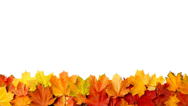 istock border frame of colorful autumn leaves isolated on white 857555876