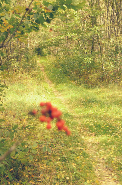 istock Autumn forest path with a bunch of red berries in the foreground. 857559152