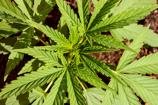 Photo Picture of Young Green Cannabis Marijuana Leaf Plant Detail
