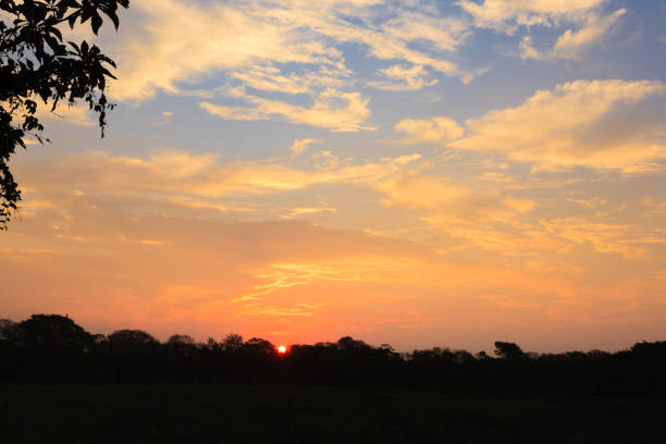 Sundown from Pantanal. Brazilian wetland region. Panorama from Brazil