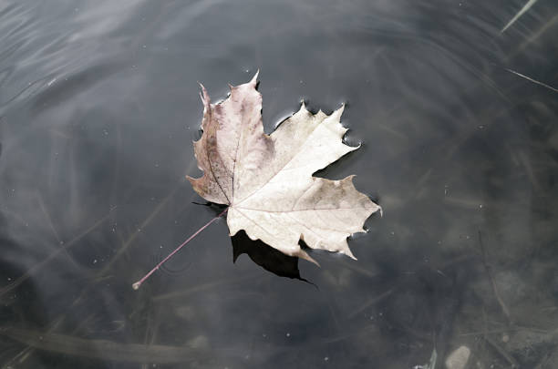 istock Falling autumn leaves of a maple into the water. 857565588
