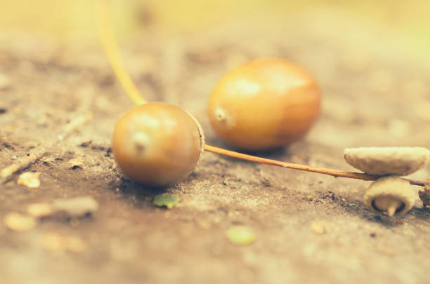 istock Two oak acorns with hats lie on the tree stump. 857565712