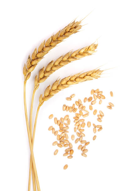 istock grain and ears of wheat isolated on white background. Top view 857566106