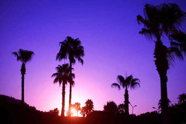 Palm trees silhouette on sunset tropical beach in Turkey