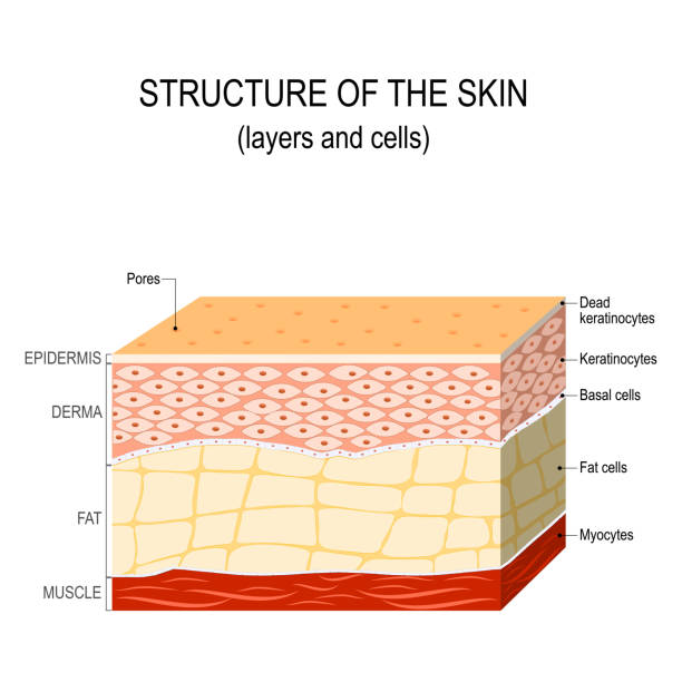 struktur der menschlichen haut - cross section stock-grafiken, -clipart, -cartoons und -symbole