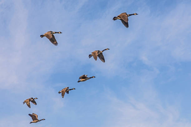 istock swarm of goose flying 857572618