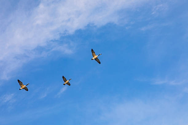 istock swarm of goose flying 857572808