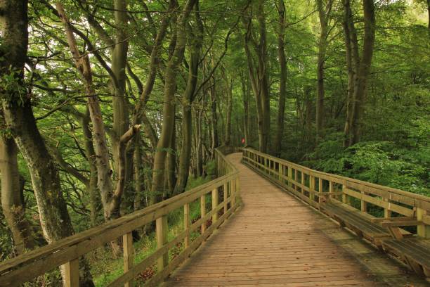 istock Timber gangplank leading trough a beech forest. 857573602