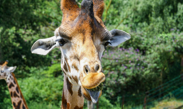 eating giraffe - africa south africa african culture plain imagens e fotografias de stock