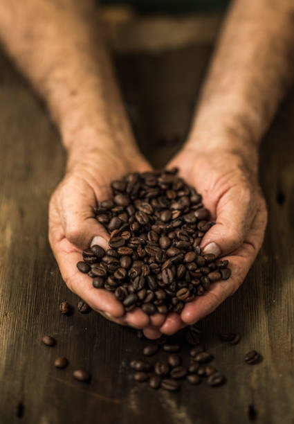 istock Senior hands and toasted coffee beans 857575142