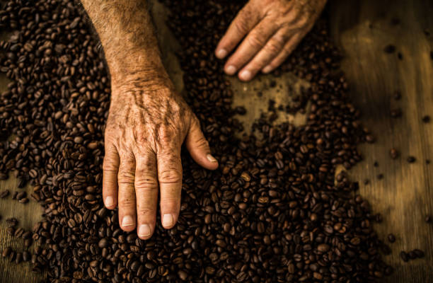 istock Senior hands and toasted coffee beans 857575210