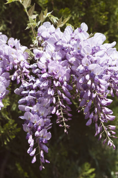 wisteria blue rain - 16936 imagens e fotografias de stock