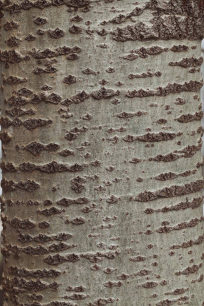 vidoeiro de casca de árvore - 16626 - fotografias e filmes do acervo