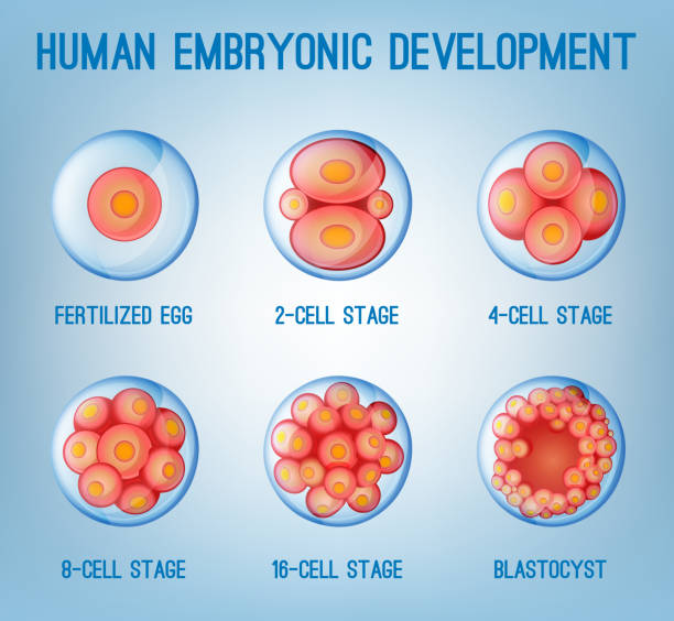 illustrazioni stock, clip art, cartoni animati e icone di tendenza di sviluppo embrionale - phase image mri scan science nobody
