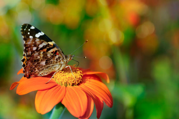 istock Painted lady butterfly (Vanessa cardui) or cosmopolitan 857581422