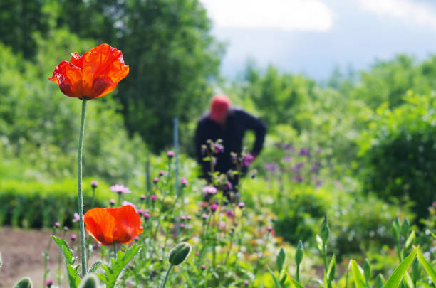 Summer, cottage, flowers, two red poppies in the foreground, as well as a few smaller pink flowers. In the background is a man in a red baseball cap.