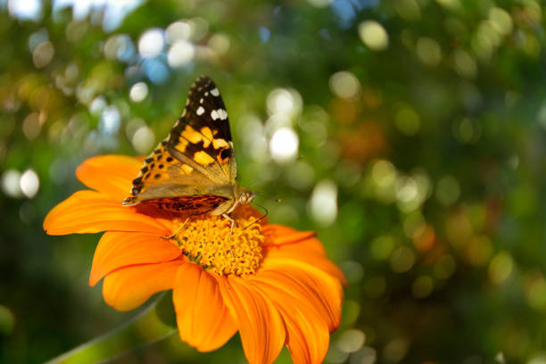 istock Painted lady butterfly (Vanessa cardui) or cosmopolitan 857581878
