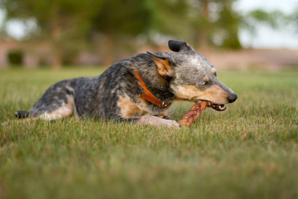 Blue Heeler Mix Chewing Bully Stick on Grass stock photo