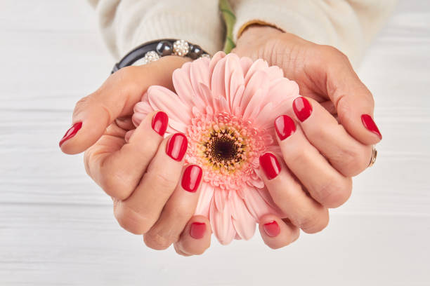 istock Gentle gerbera in female manicured hands. 857585164