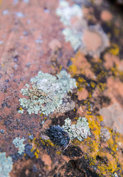 istock The art of nature 857585338