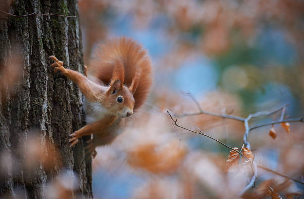 squirrel stock photo