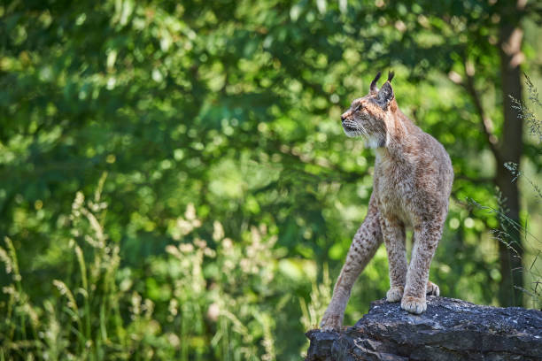 Lynx on rocks stock photo