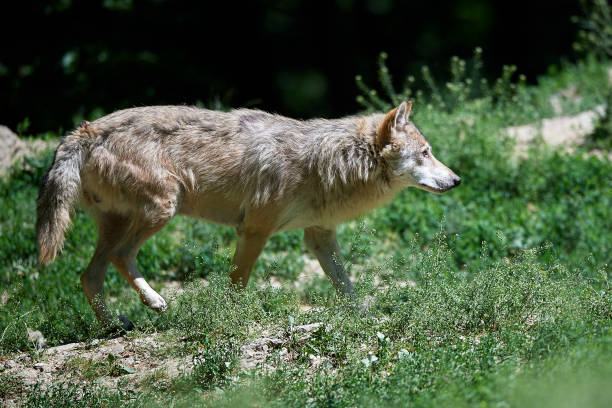 istock A Canadian Timberwolf in summer 857586172