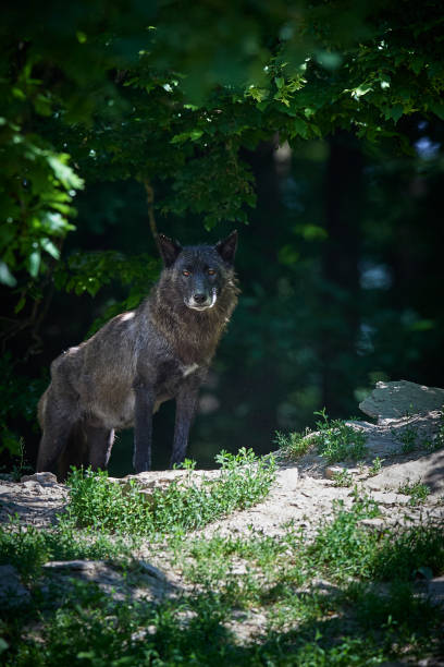 istock A Canadian Timberwolf in summer 857588424