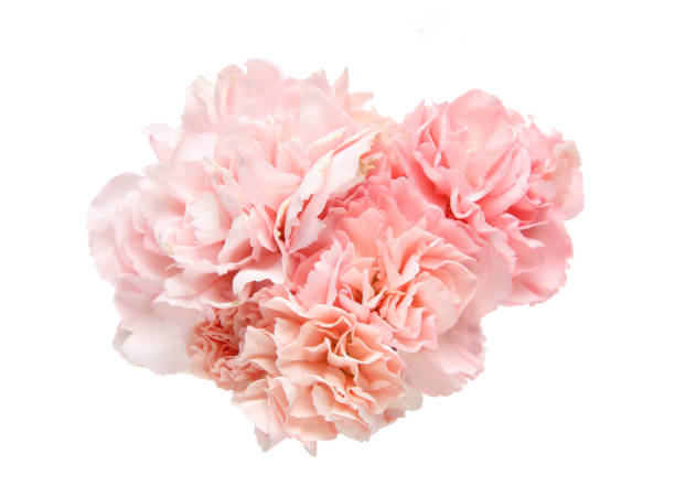 istock Bouquet of carnation 857588648