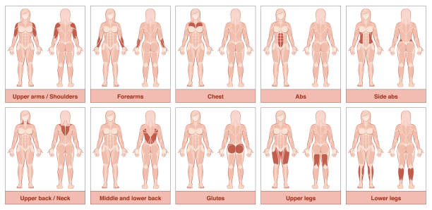 免費下載 female body parts names 向量圖和插圖