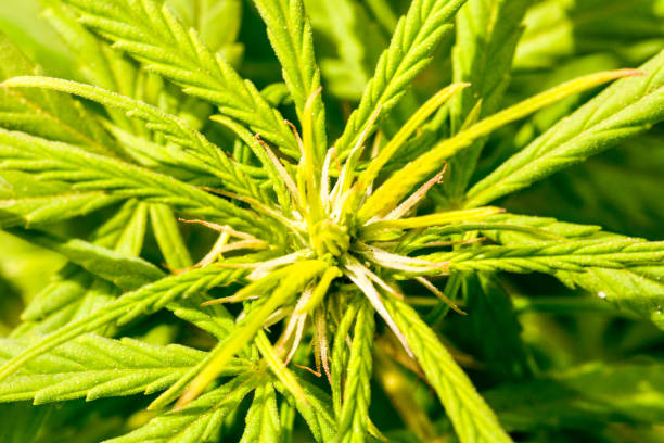 istock Cannabis Marijuana Leaf Plant Detail 857592572