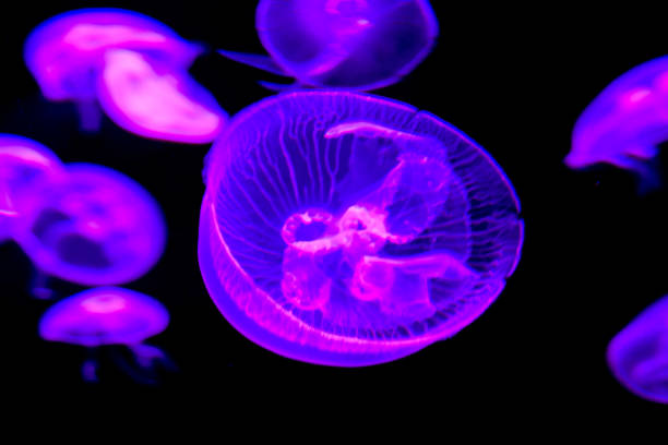 istock Jellyfish Dangerous Poisonous Medusa 857592778