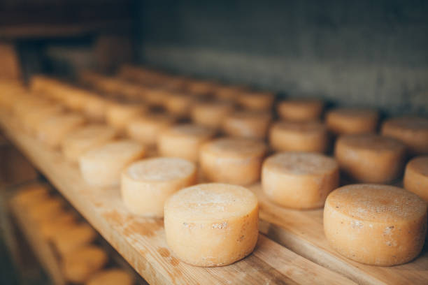 fromage de production - cheese making photos et images de collection