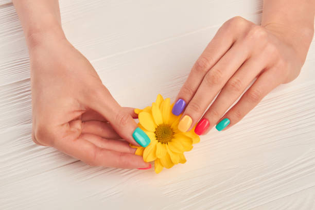 istock Well-groomed hands holding yellow chrysanthemum. 857596460