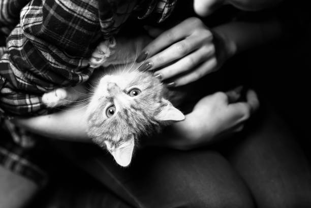 istock A stray cat in the stairwell 857596534