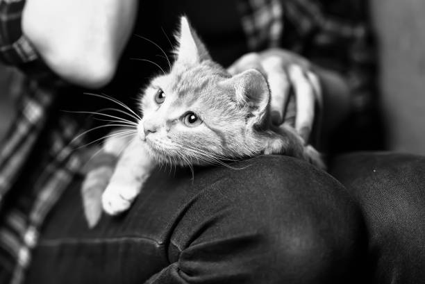istock A stray cat in the stairwell 857596574