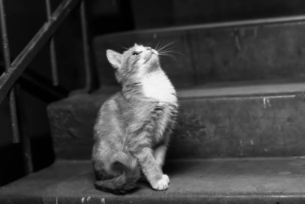 istock A stray cat in the stairwell 857599044
