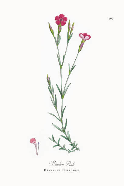 istock Maiden Pink, Dianthus Deltoides, Victorian Botanical Illustration, 1863 857599366