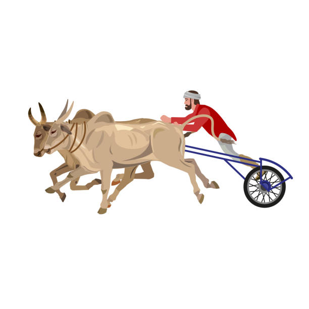 Bullock cart race Bullock cart race. Vector illustration isolated on the white background bullock cart india stock illustrations