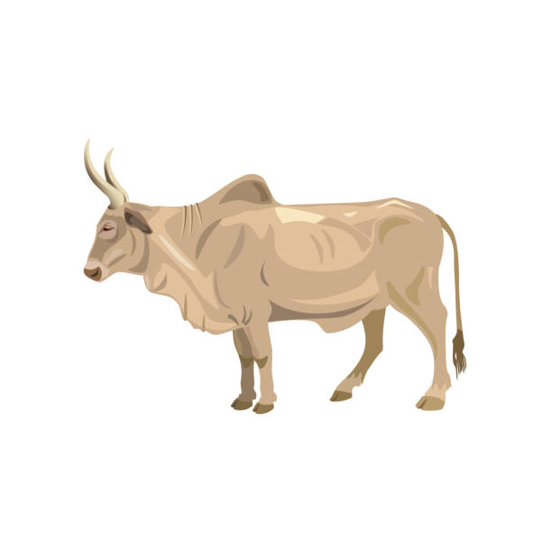 ilustraciones, imágenes clip art, dibujos animados e iconos de stock de vector de toro cebú - draft horse