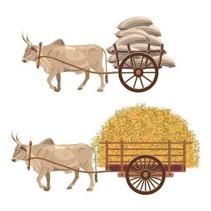 Zebu bull pulling a loaded cart with sacks and hay. Vector illustration
