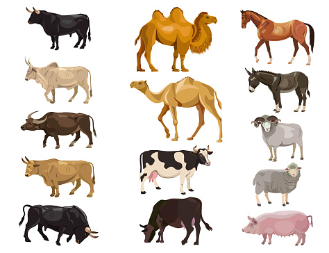 Set of farm animals - bulls, cows, camels, horse, donkey, sheep, pig. Vector illustration isolation on the white background