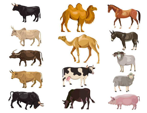 Set of farm animals Set of farm animals - bulls, cows, camels, horse, donkey, sheep, pig. Vector illustration isolation on the white background camel stock illustrations