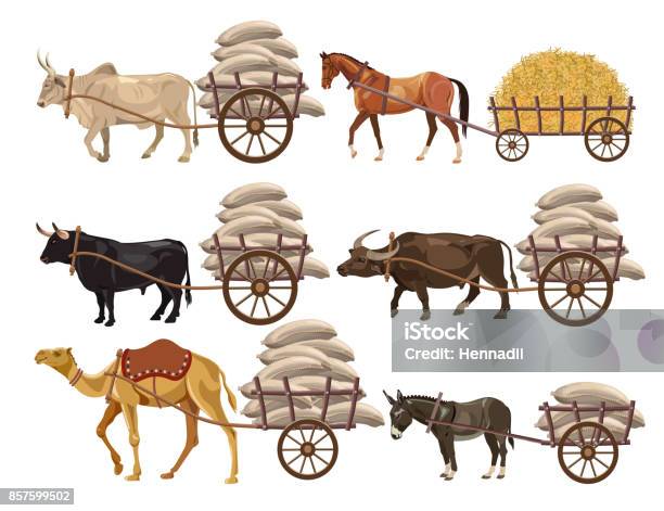 Animalpowered Transport Stock Illustration - Download Image Now - Cart,  Horse, Bull - Animal - iStock