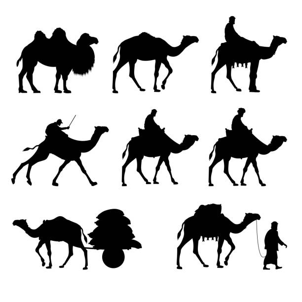 ilustraciones, imágenes clip art, dibujos animados e iconos de stock de siluetas vectoriales de camellos. - camello dromedario