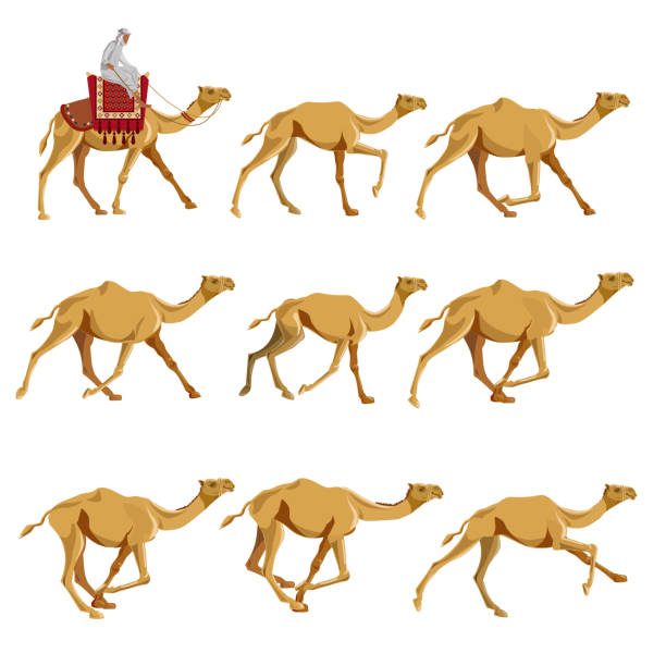 Camels in various poses Set of vector illustrations with camels. Walking, galloping camels. dromedary camel stock illustrations