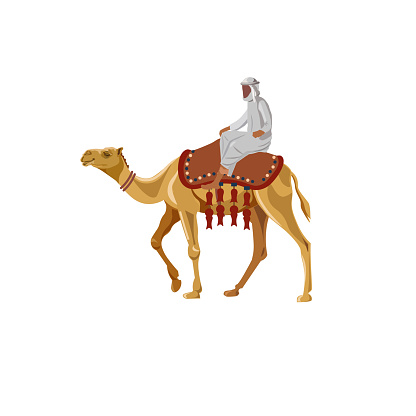 Arab man riding a camel. Vector illustration isolated on white background