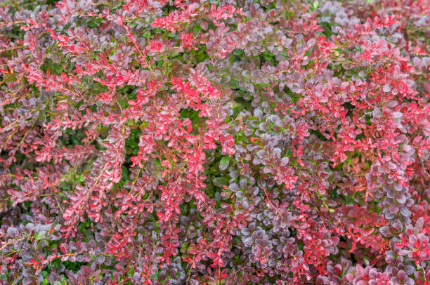 berberis thunbergii textura de fondo atropurpurea nana - agracejo rojo fotografías e imágenes de stock